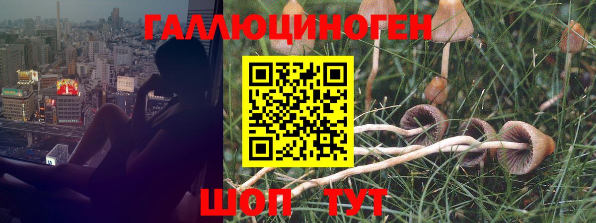 Галлюциногенные грибы Psilocybe  Вход с VPN  Ленинск-Кузнецкий  Галлюциногенные грибы Psilocybe 